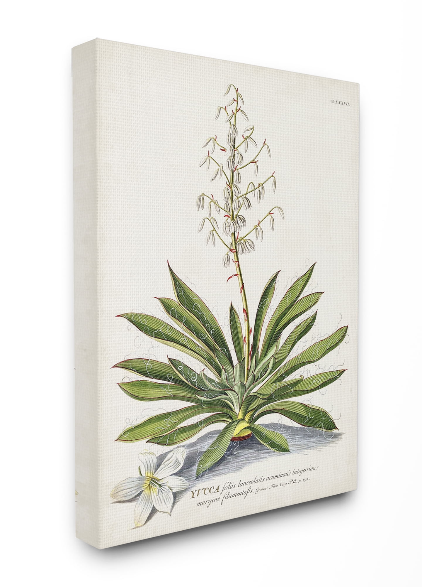 Vintage Botanical Fern Illustration Canvas Wall Art, 16 x 20