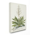 thumbnail image 1 of Stupell Industries Botanical Plant Illustration Ferns Vintage Design Canvas Wall Art by Unknown, 1 of 1
