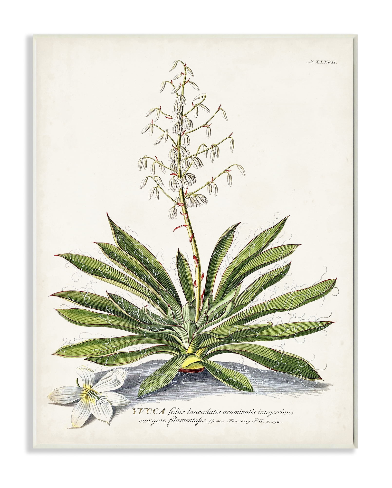 Vintage Botanical Fern Illustration Green Wood Wall Plaque, 13 x 19