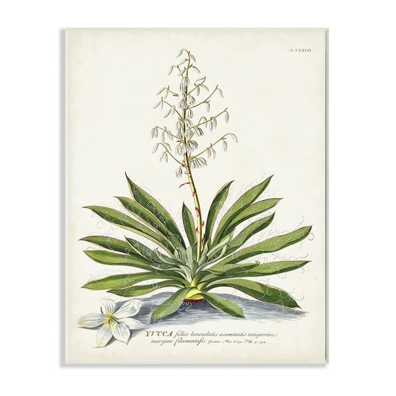 Stupell Industries Botanical Plant Illustration Ferns Vintage Design Drawings Unframed Art Print Wall Art, 13x19, by Unknown