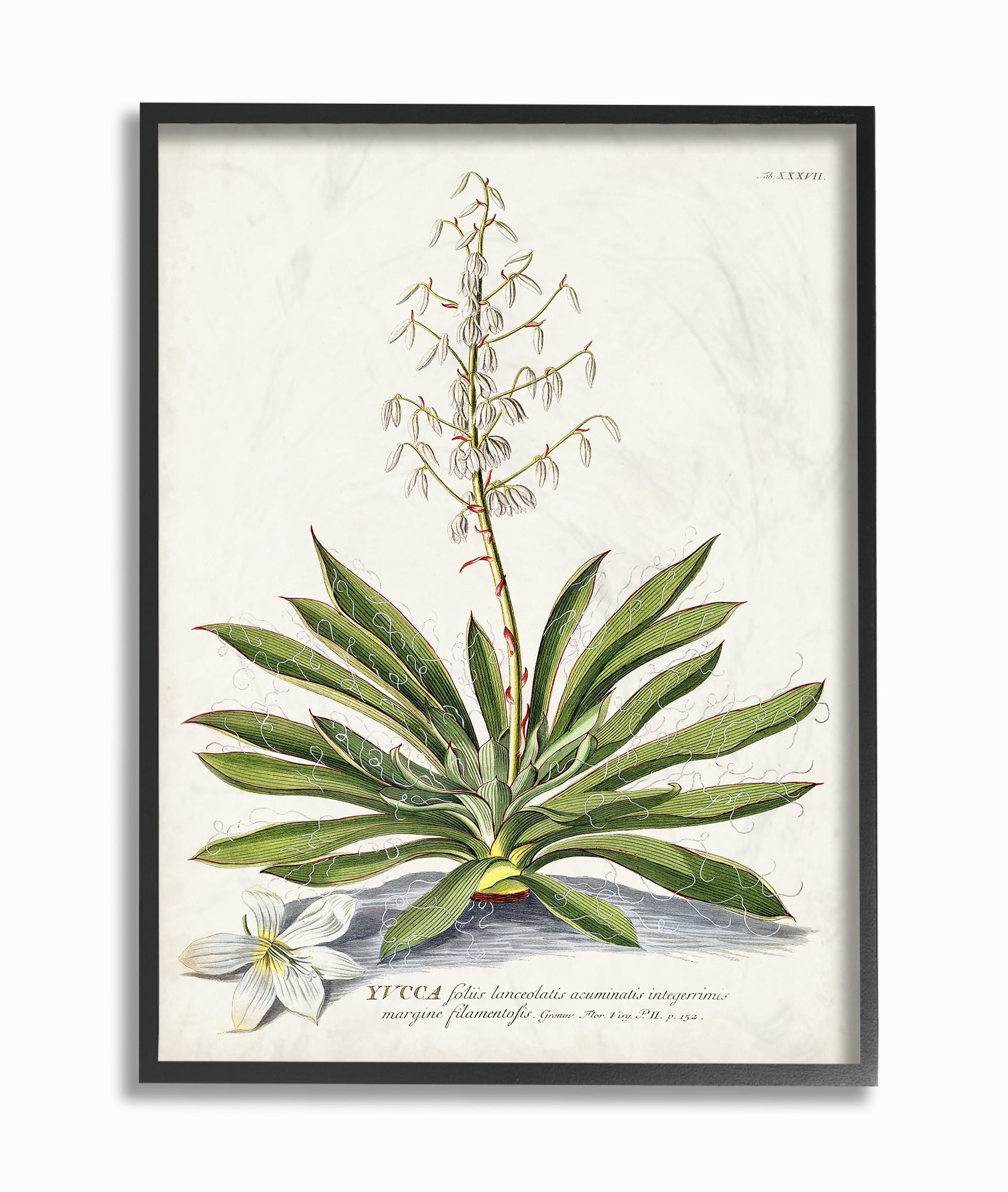 Stupell Industries Botanical Plant Illustration Ferns Vintage Design Framed Wall Art by Unknown, 11" x 14", Black Framed
