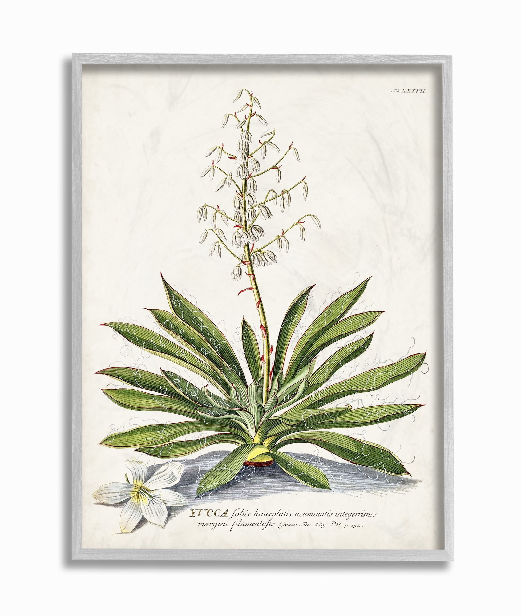 Gray Framed Botanical Plant Illustration Canvas Print for Kids, 16 x 20