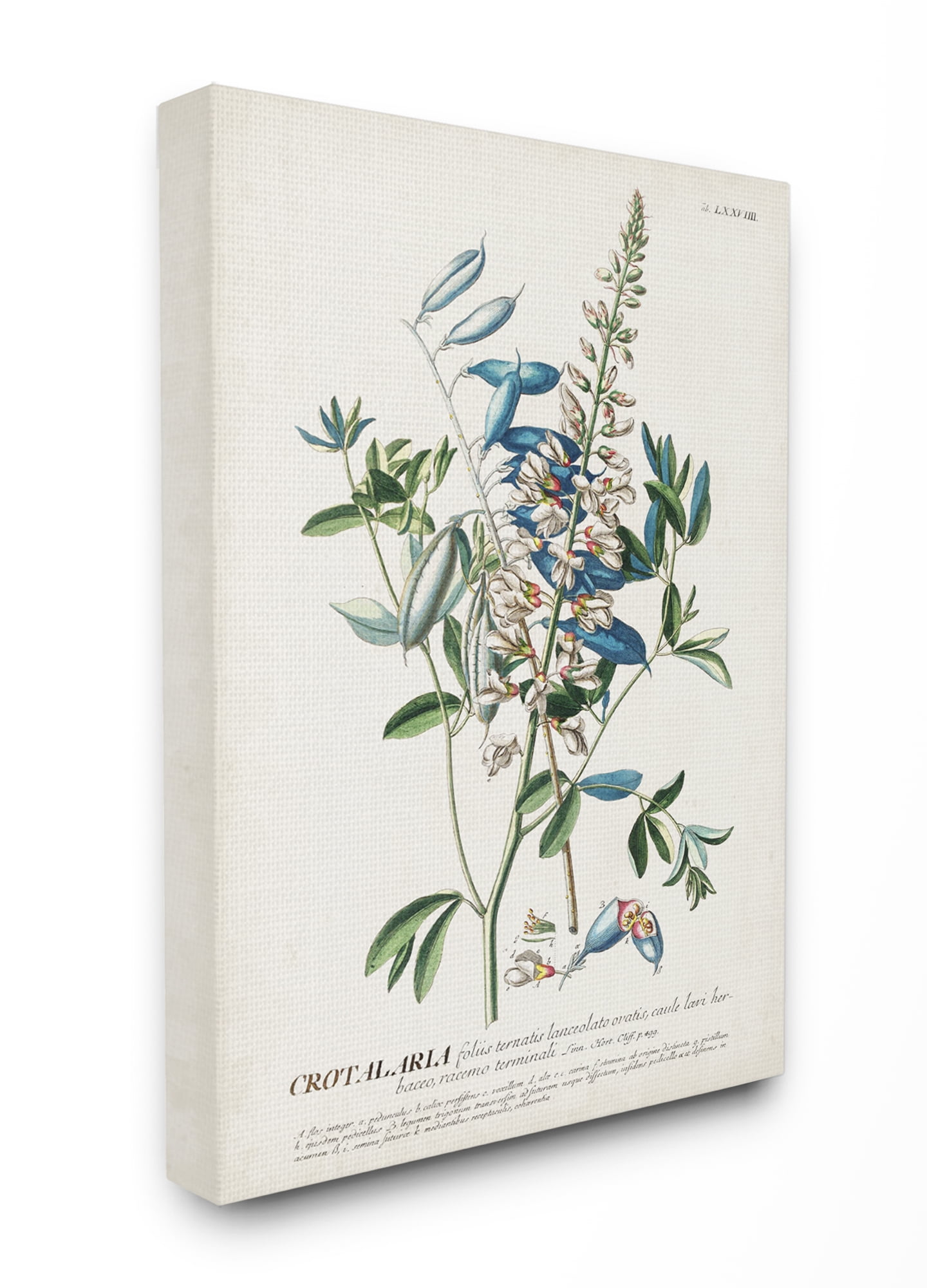 Vintage Botanical Illustration Canvas Wall Art, 16" x 20", Multicolor