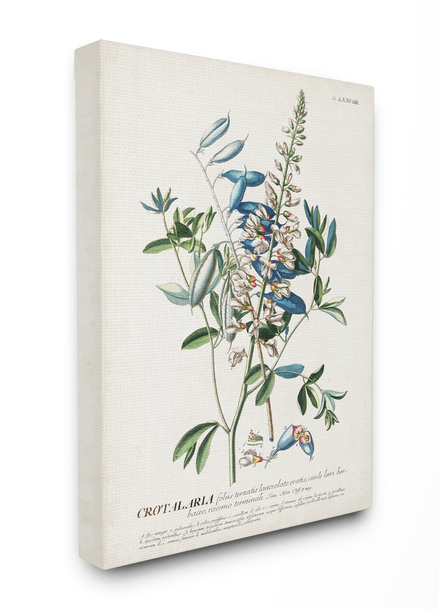 Stupell Industries Botanical Plant Illustration Flowers And Leaves Vintage Design Canvas Wall Art by Unknown