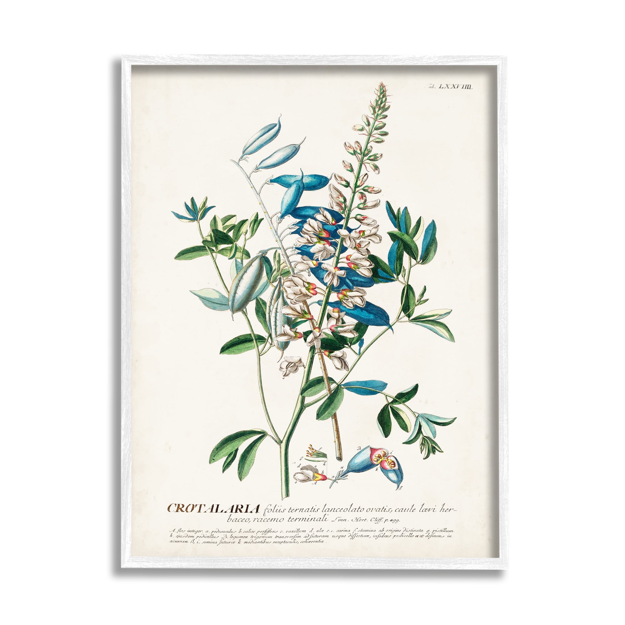 Stupell Industries Botanical Plant Illustration Flowers And Leaves Vintage Design Drawing Print Framed Art Print Wall Art, 11x14, By World Art Group