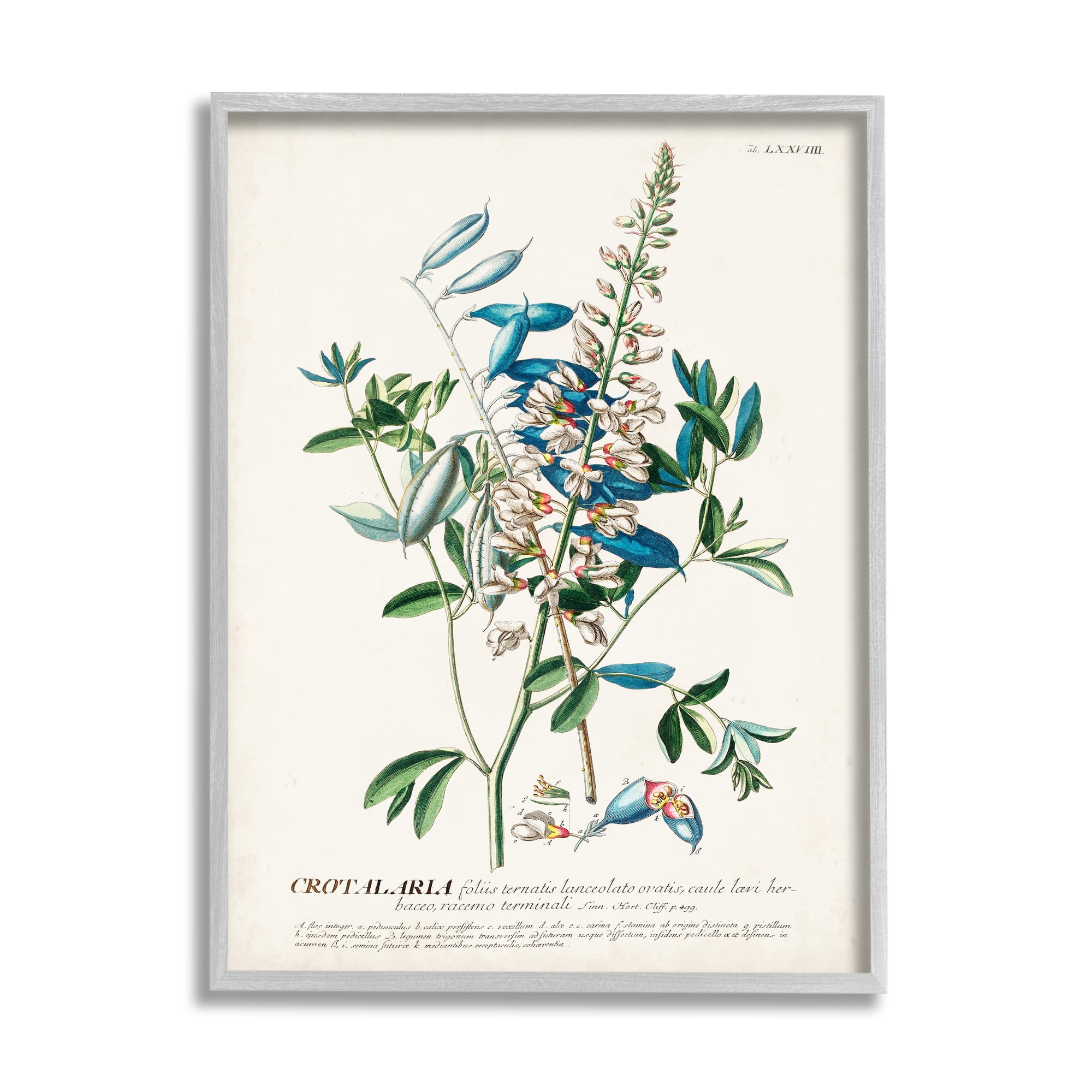 Stupell Industries Botanical Plant Illustration Flowers And Leaves Vintage Design Drawing Print Framed Art Print Wall Art, 24x30, By World Art Group