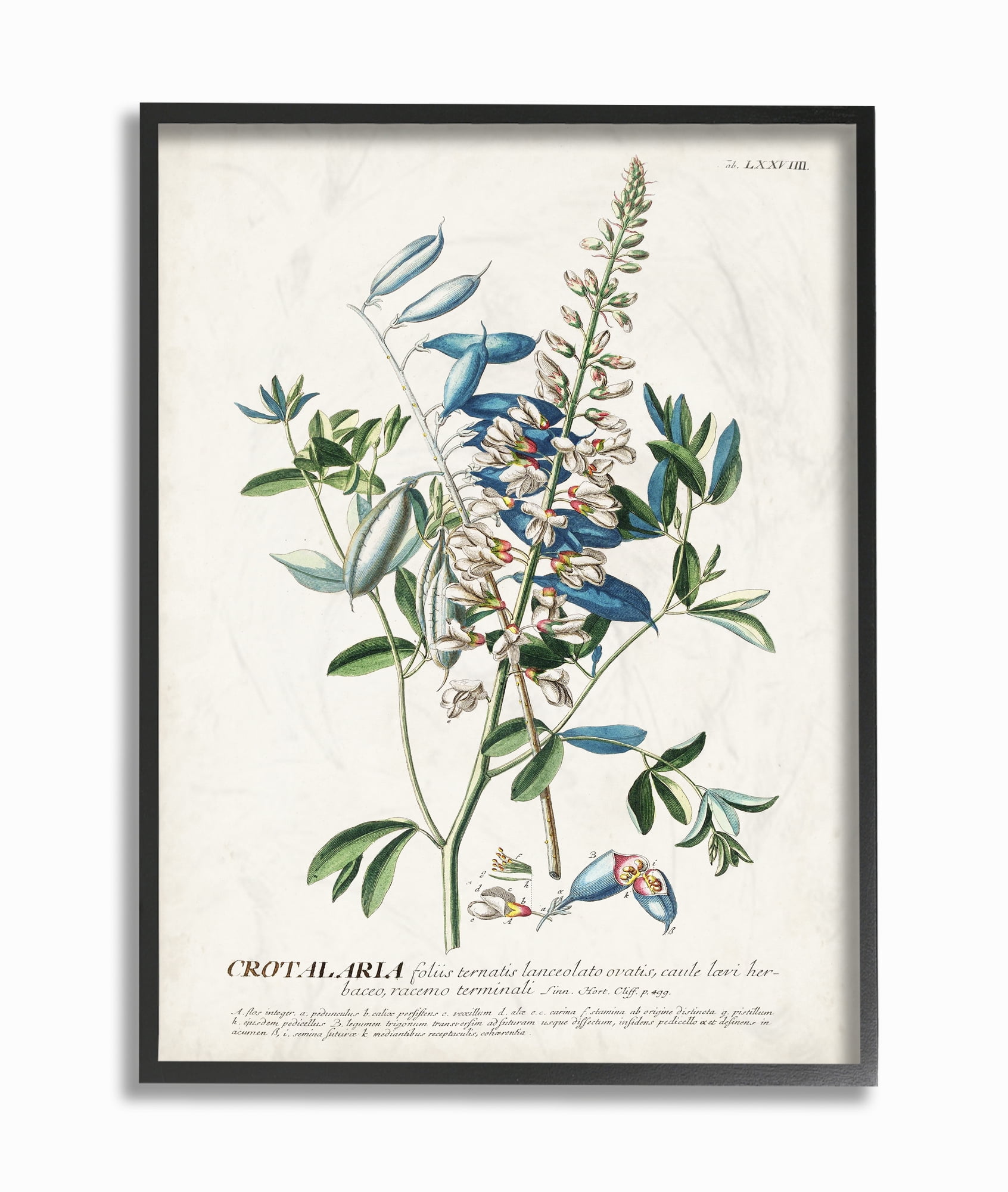 Vintage Botanical Plant Illustration on Canvas with Black Frame, 11" x 14"