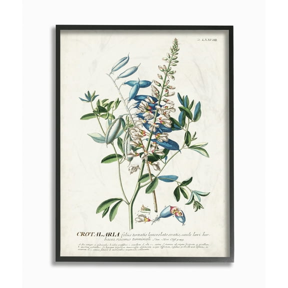 Stupell Industries Botanical Plant Illustration Flowers And Leaves Vintage Design Framed Wall Art by Unknown, 11" x 14", Black Framed