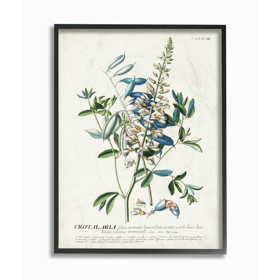 Stupell Industries Botanical Plant Illustration Flowers And Leaves Vintage Design Framed Wall Art by Unknown, 11" x 14", Black Framed