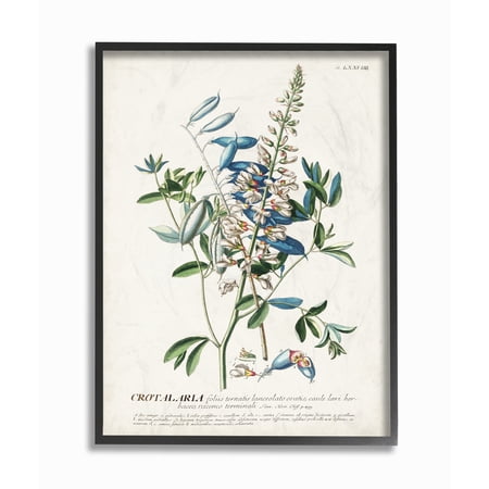 Stupell Industries Botanical Plant Illustration Flowers And Leaves Vintage Design Framed Wall Art by Unknown price history and forecast - Stupell fap-217_fr_16x20