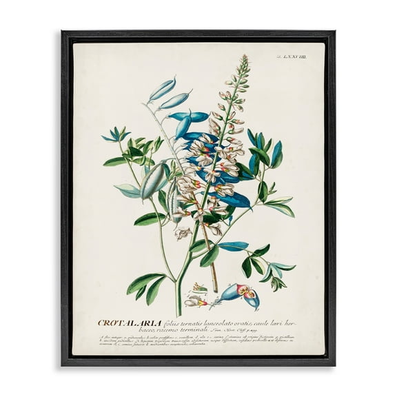 Stupell Industries Botanical Plant Illustration Flowers And Leaves Vintage Design Jet Black Framed Floating Canvas Wall Art, 16x20, by World Art Group