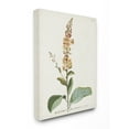 thumbnail image 1 of Stupell Industries Botanical Plant Illustration Flowers Vintage Design Canvas Wall Art by Unknown, 1 of 6