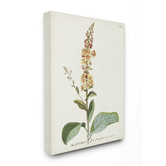 Stupell Industries Botanical Plant Illustration Flowers Vintage Design Canvas Wall Art by Unknown