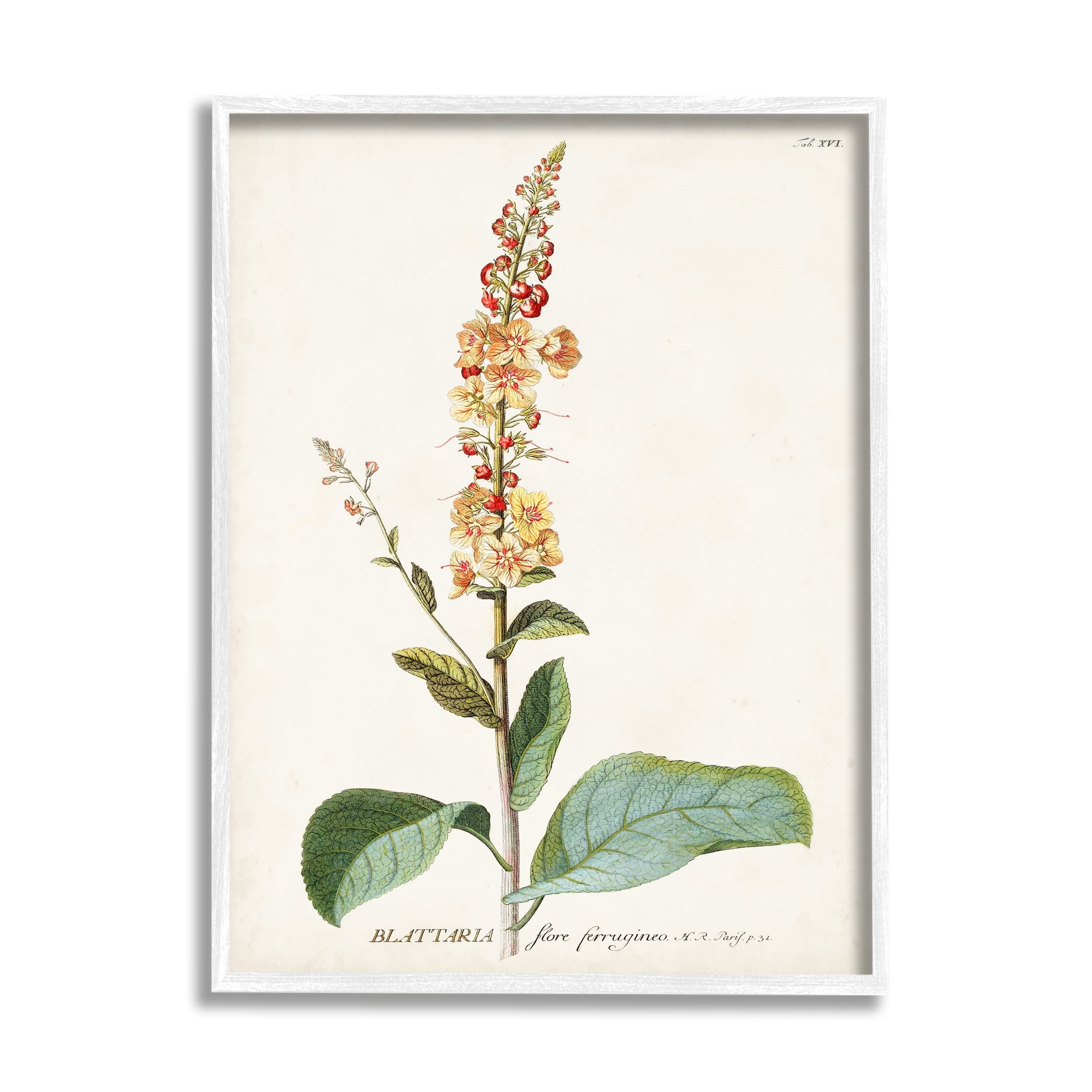 Stupell Industries Botanical Plant Illustration Flowers Vintage Design Drawing Print Framed Art Print Wall Art, 24x30, By World Art Group