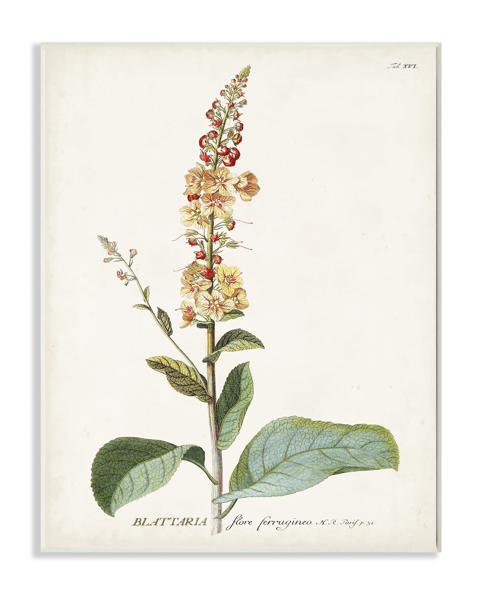 Stupell Industries Botanical Plant Illustration Flowers Vintage Design Drawings Unframed Art Print Wall Art, 13x19, by Unknown