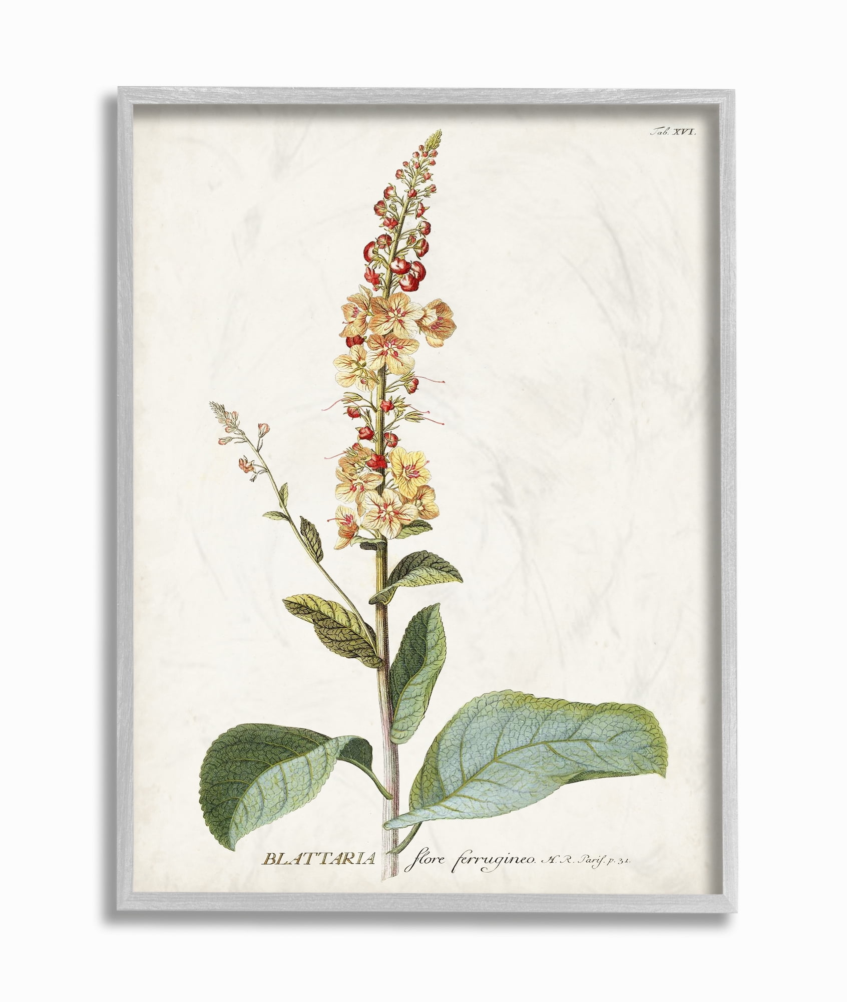 Stupell Industries Botanical Plant Illustration Flowers Vintage Design Framed Wall Art by Unknown