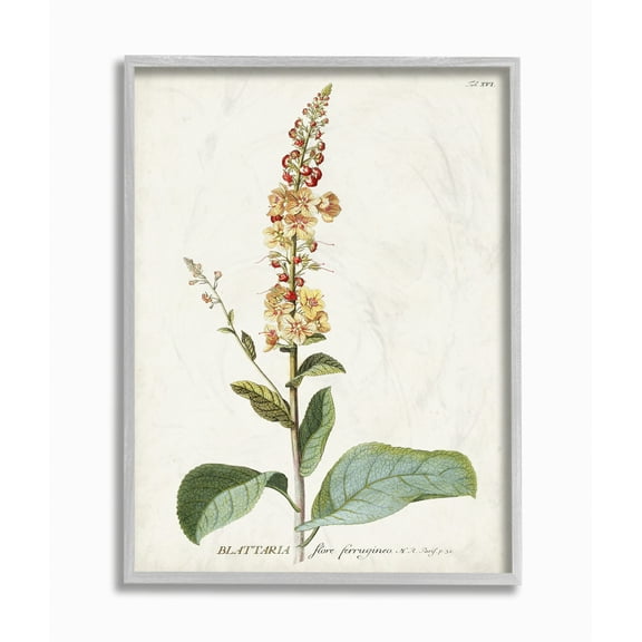 Stupell Industries Botanical Plant Illustration Flowers Vintage Design Framed Wall Art by Unknown