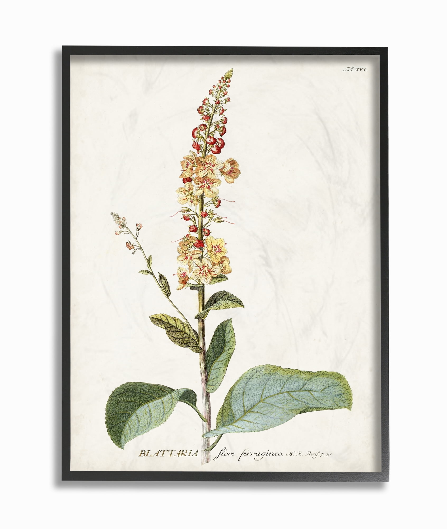 Botanical Flower Illustration 11x14 Black Framed Canvas Print