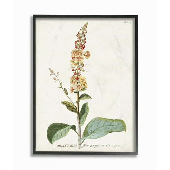 Stupell Industries Botanical Plant Illustration Flowers Vintage Design Framed Wall Art by Unknown