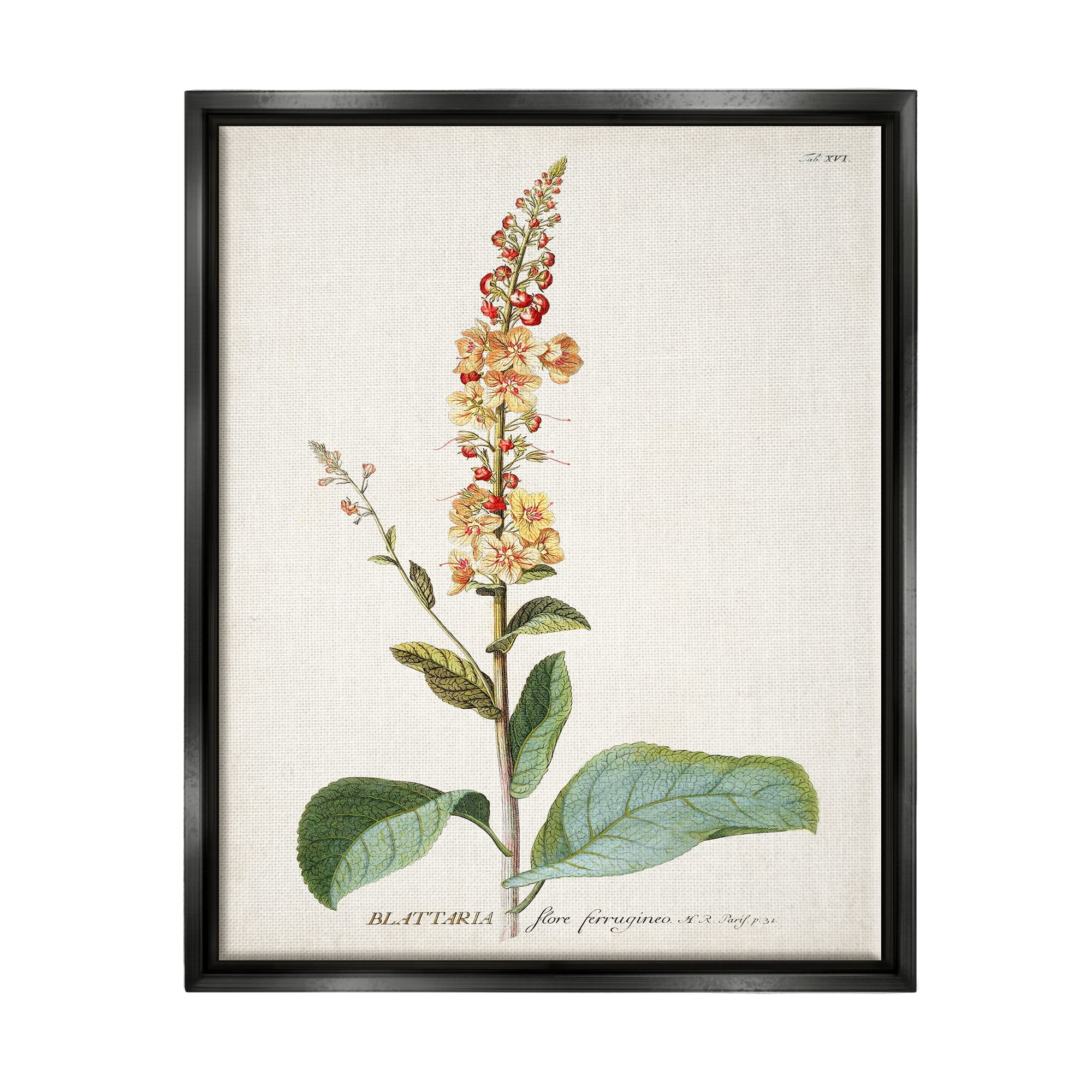 Stupell Industries Botanical Plant Illustration Flowers Vintage Design Jet Black Framed Floating Canvas Wall Art, 16x20, by World Art Group