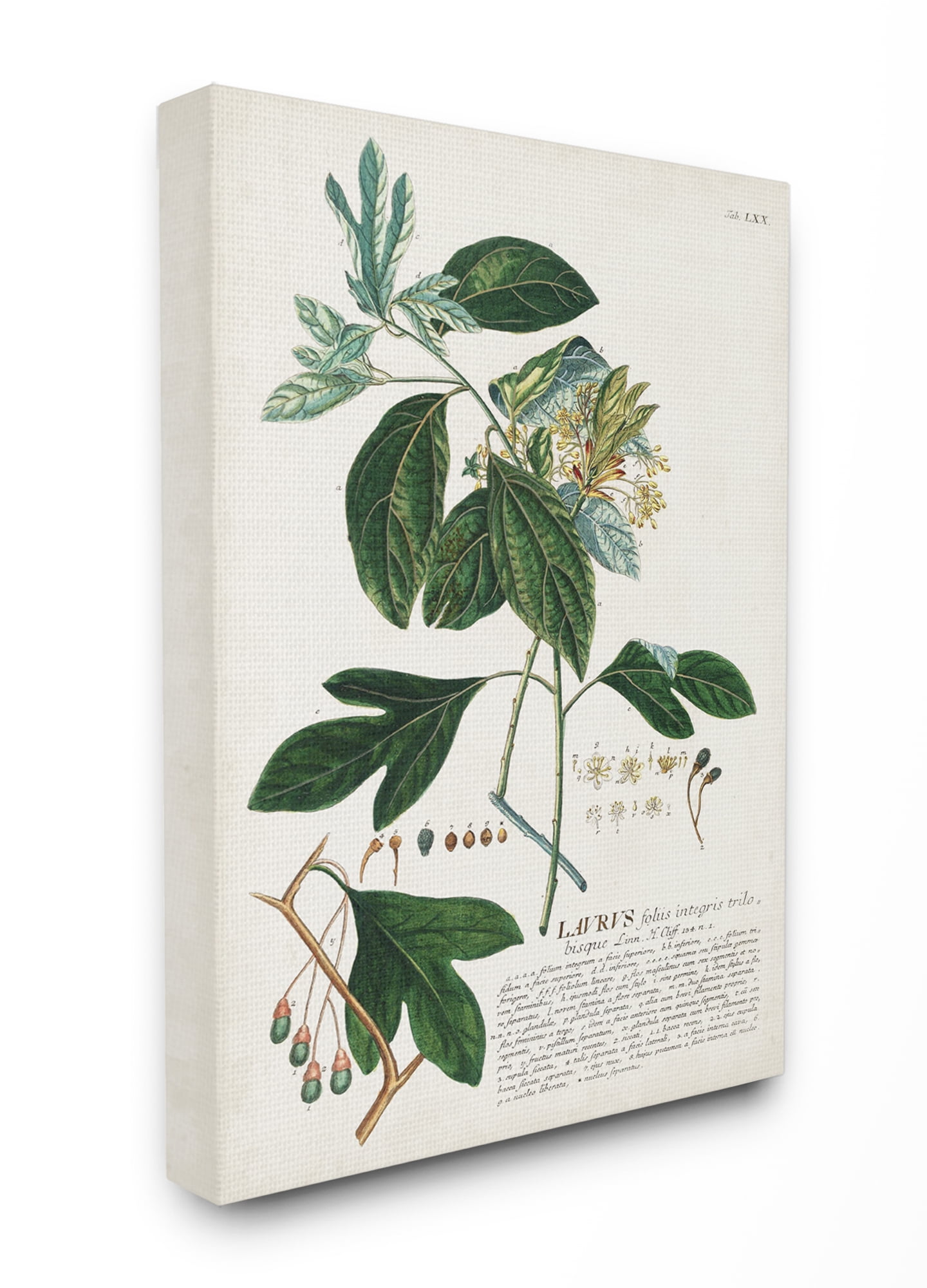 Stupell Industries Botanical Plant Illustration Green Leaves Vintage Design Canvas Wall Art by Unknown