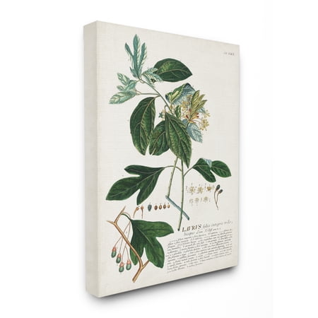 Stupell Industries Botanical Plant Illustration Green Leaves Vintage Design Canvas Wall Art by Unknown price history and forecast - Stupell fap-216_cn_16x20