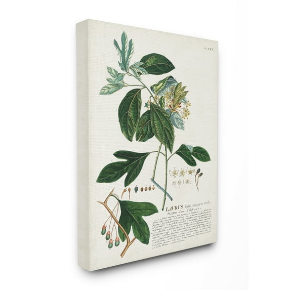 Stupell Industries Botanical Plant Illustration Green Leaves Vintage Design Canvas Wall Art by Unknown