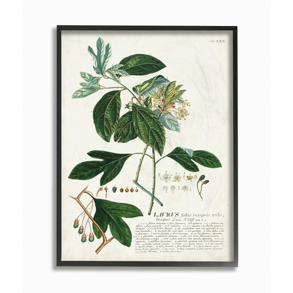 Stupell Industries Botanical Plant Illustration Green Leaves Vintage Design Framed Wall Art by Unknown