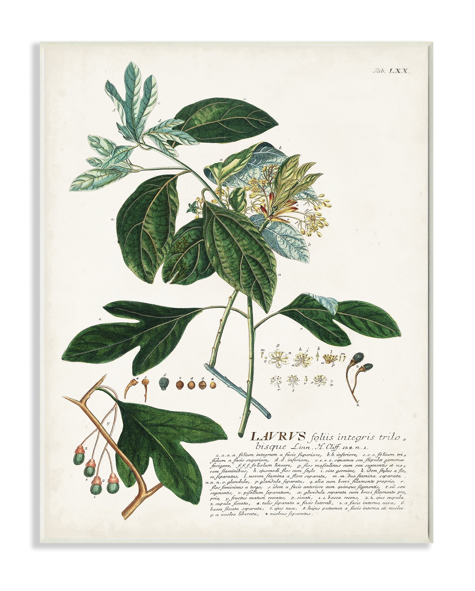 Stupell Industries Botanical Plant Illustration Green Leaves Vintage Design Wood Plaque by Unknown