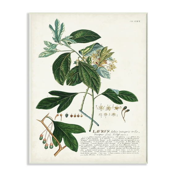 Stupell Industries Botanical Plant Illustration Green Leaves Vintage Design Wood Plaque by Unknown