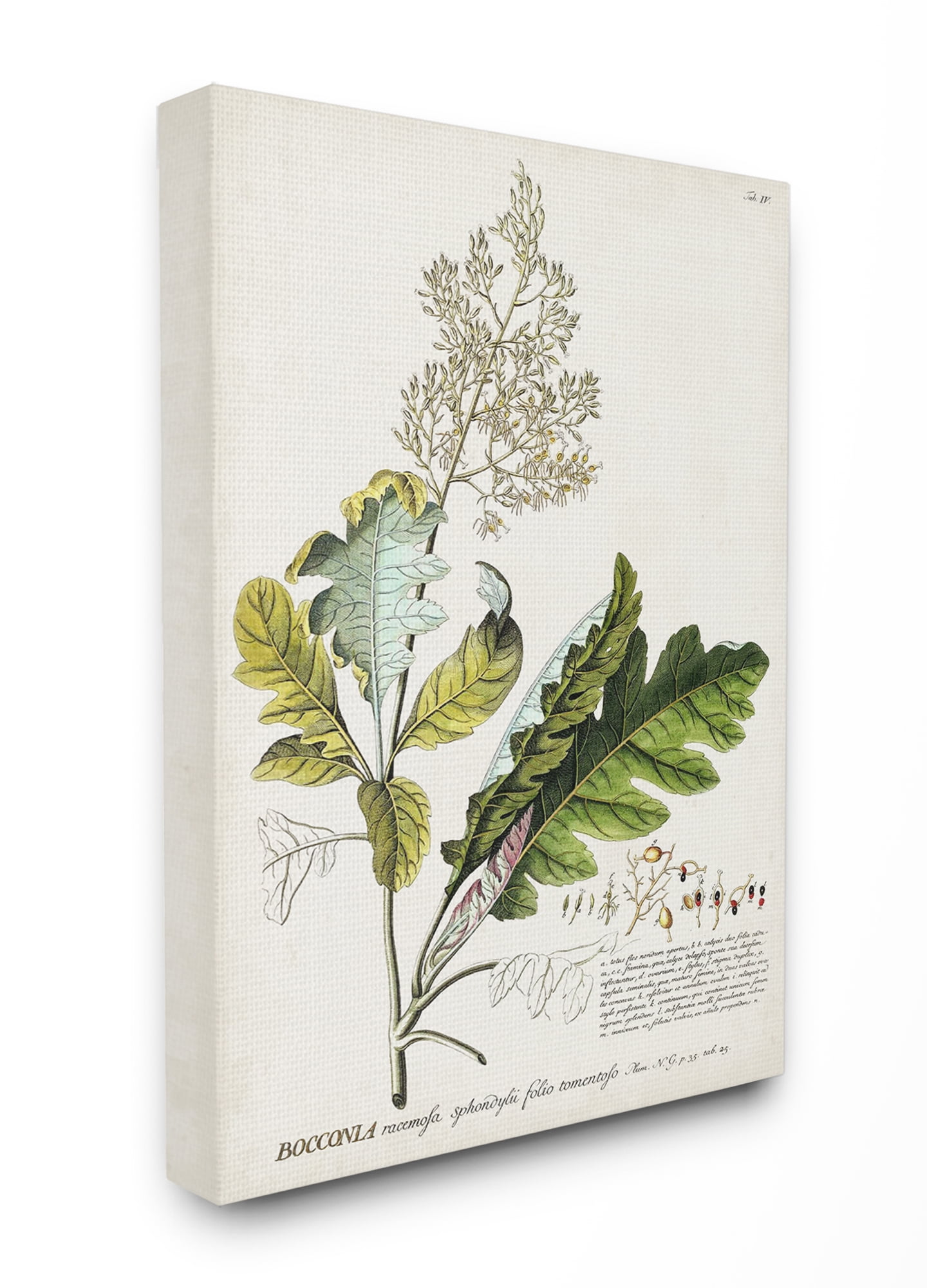 Large Botanical Illustration Canvas Wall Art in Green and Beige