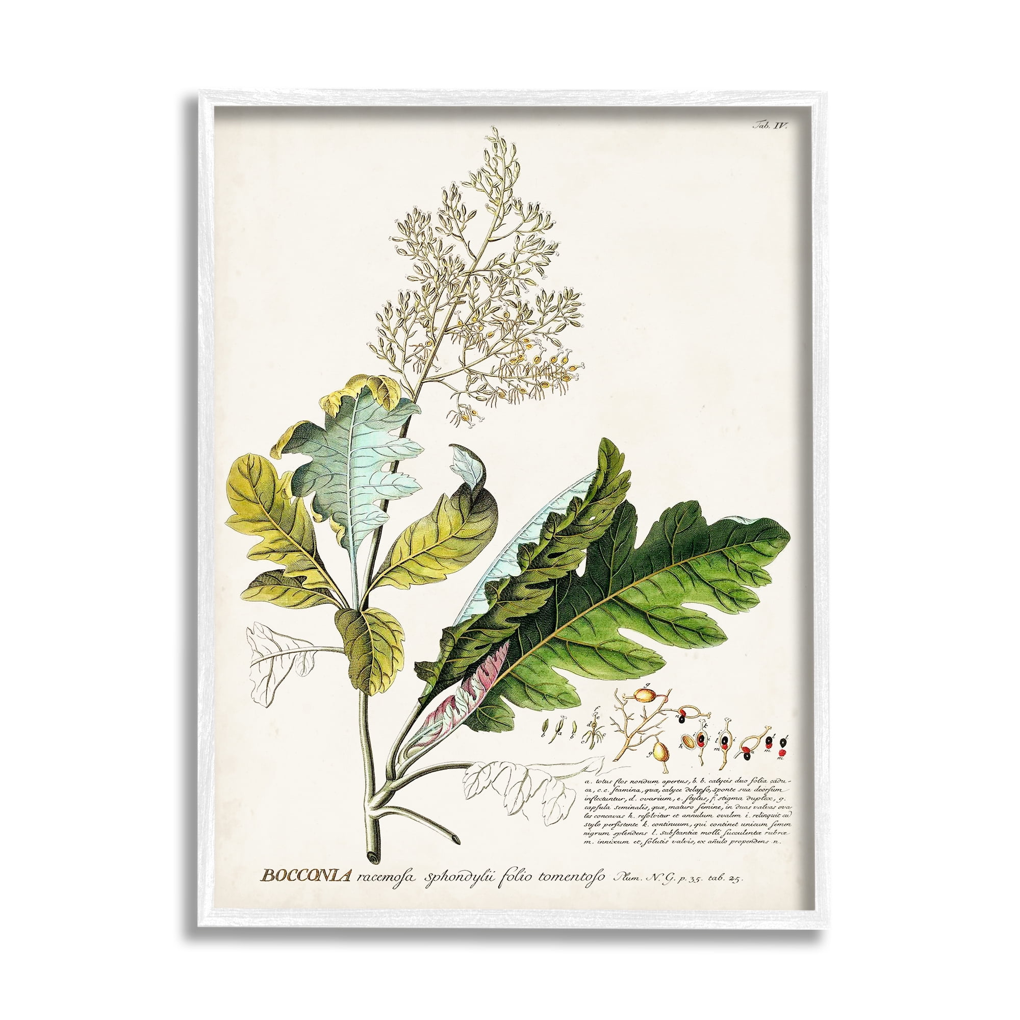 Stupell Industries Botanical Plant Illustration Leaves Vintage Design Drawing Print Framed Art Print Wall Art, 11x14, By World Art Group