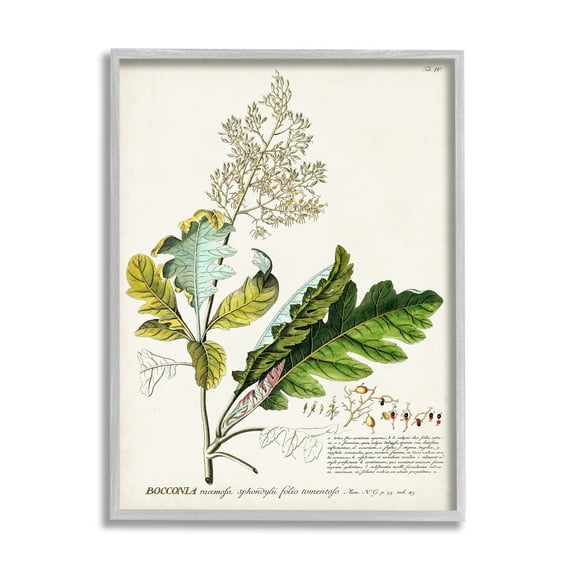 Stupell Industries Botanical Plant Illustration Leaves Vintage Design Drawing Print Framed Art Print Wall Art, 24x30, By World Art Group