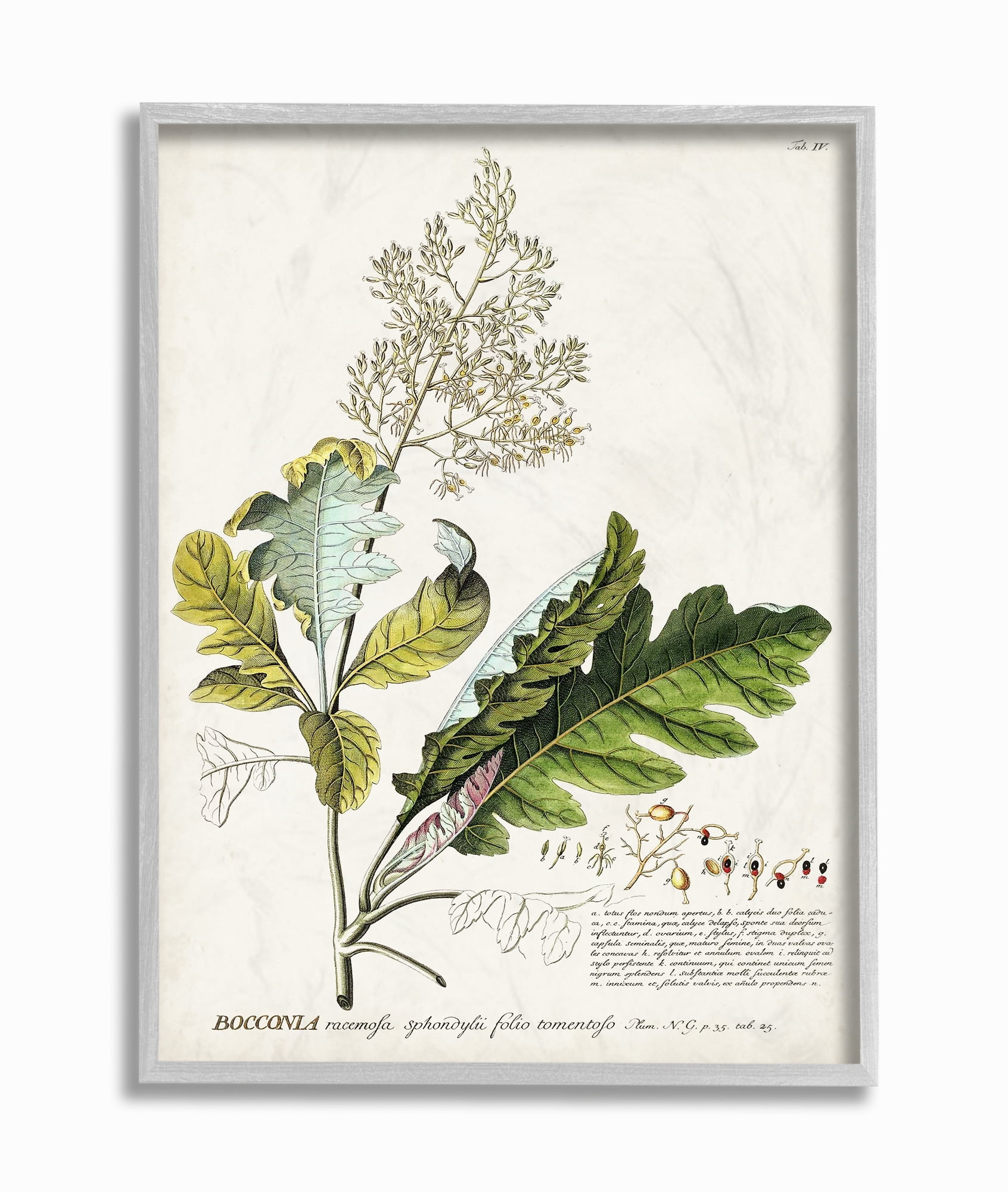 Vintage Botanical Plant Illustration Canvas Print for Kids, 16 x 20