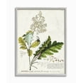 thumbnail image 1 of Stupell Industries Botanical Plant Illustration Leaves Vintage Design Drawings Gray Framed Art Print Wall Art, 16x20, by Unknown, 1 of 8
