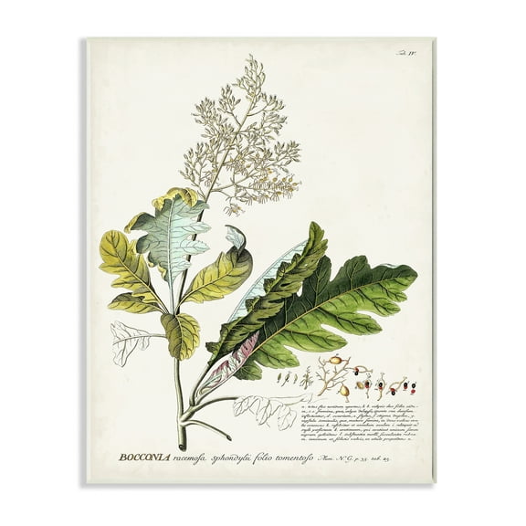 Stupell Industries Botanical Plant Illustration Leaves Vintage Design Drawings Unframed Art Print Wall Art, 10x15, by Unknown