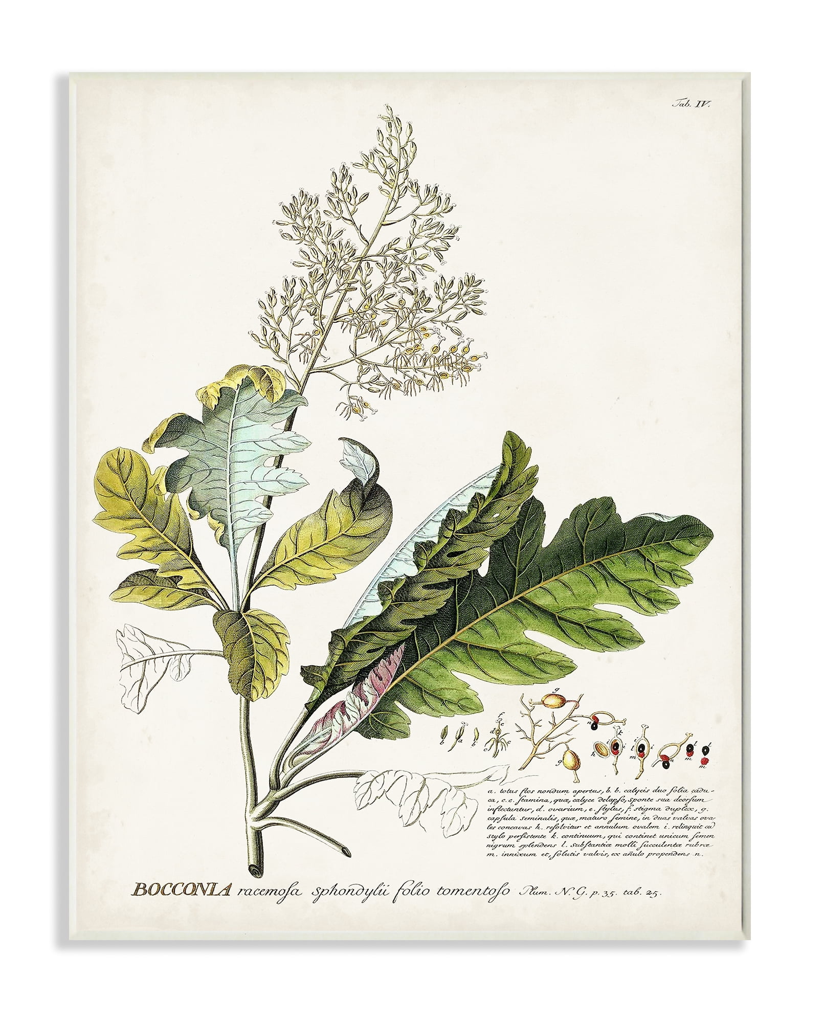 Stupell Industries Botanical Plant Illustration Leaves Vintage Design Drawings Unframed Art Print Wall Art, 13x19, by Unknown