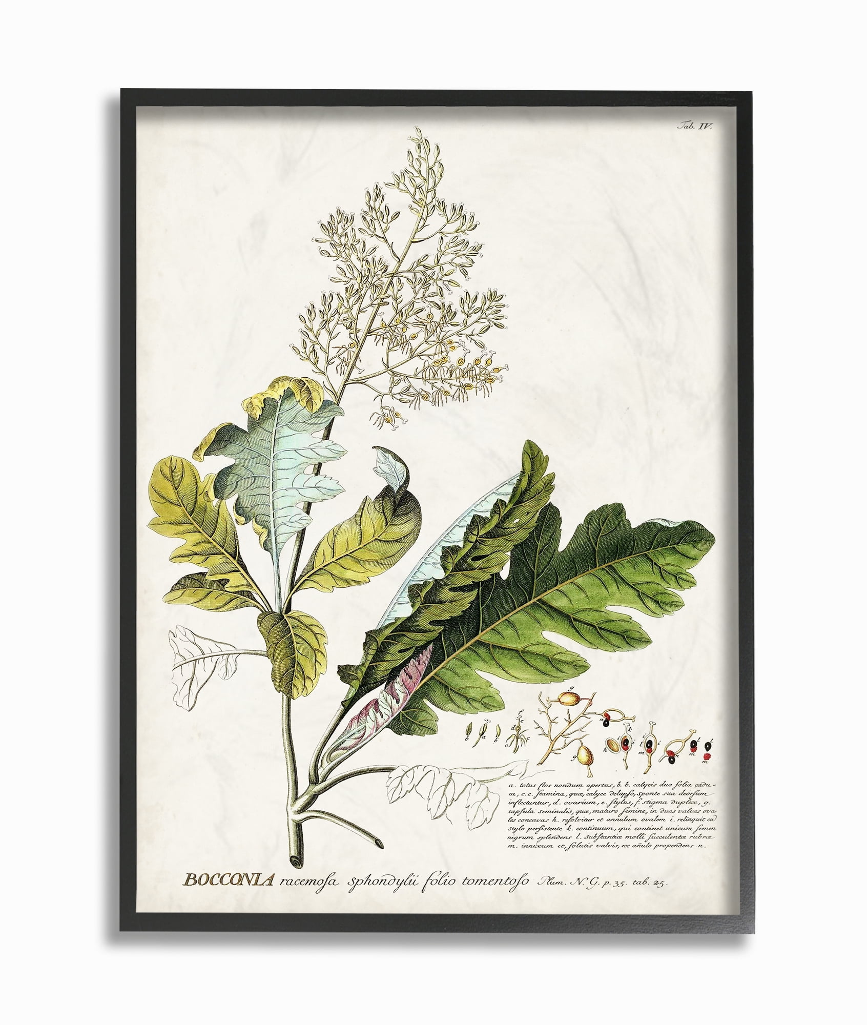 16x20 Black Framed Botanical Plant Illustration Canvas Print