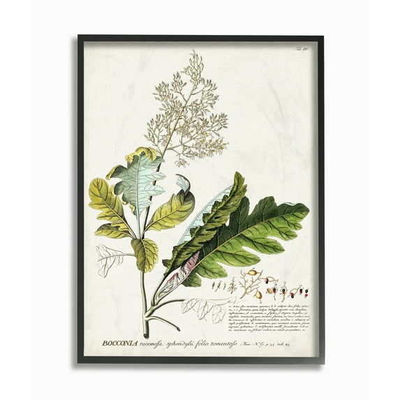 Stupell Industries Botanical Plant Illustration Leaves Vintage Design Framed Wall Art by Unknown