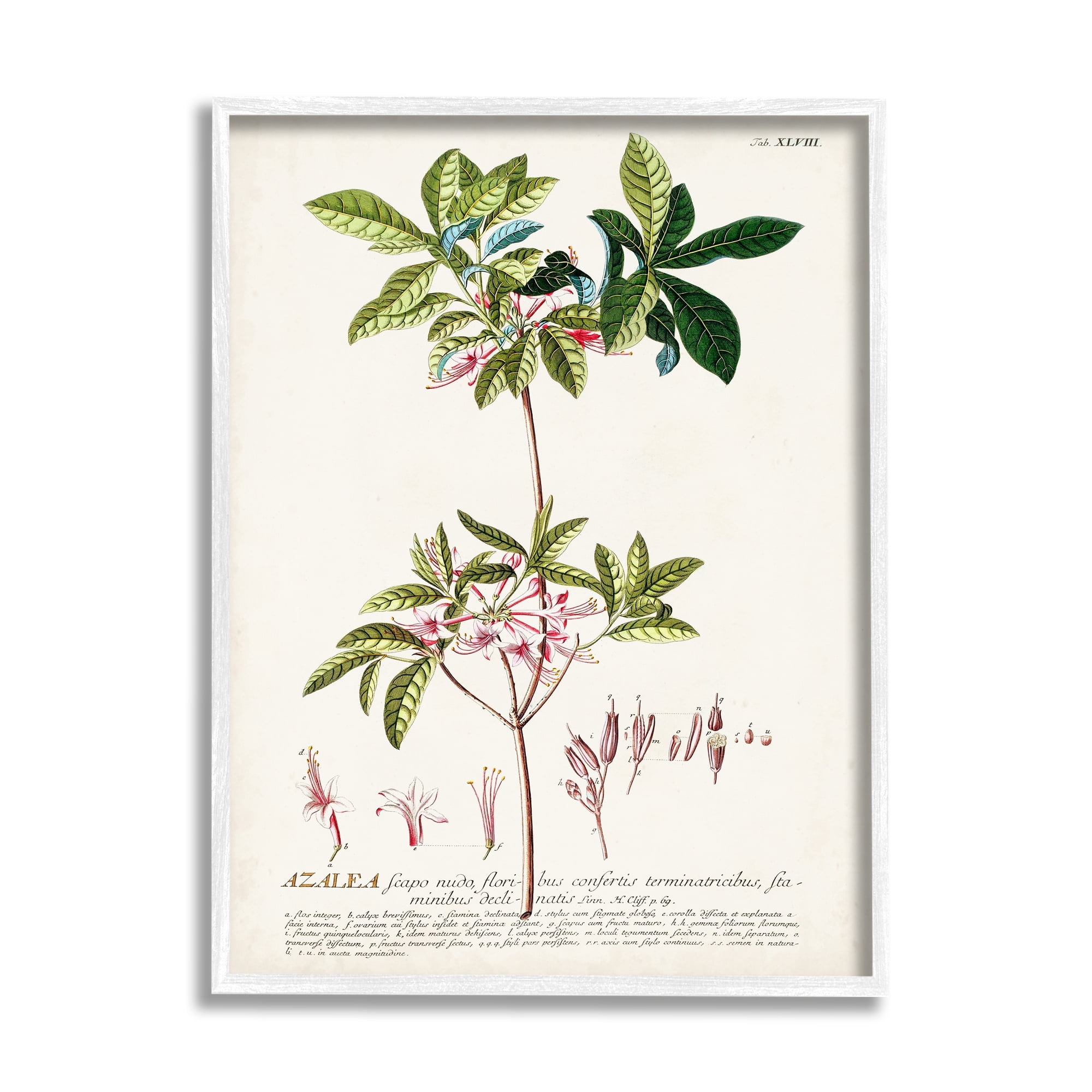 Stupell Industries Botanical Plant Illustration Pink Flowers Vintage Design, 11 x 14,Design by Unknown