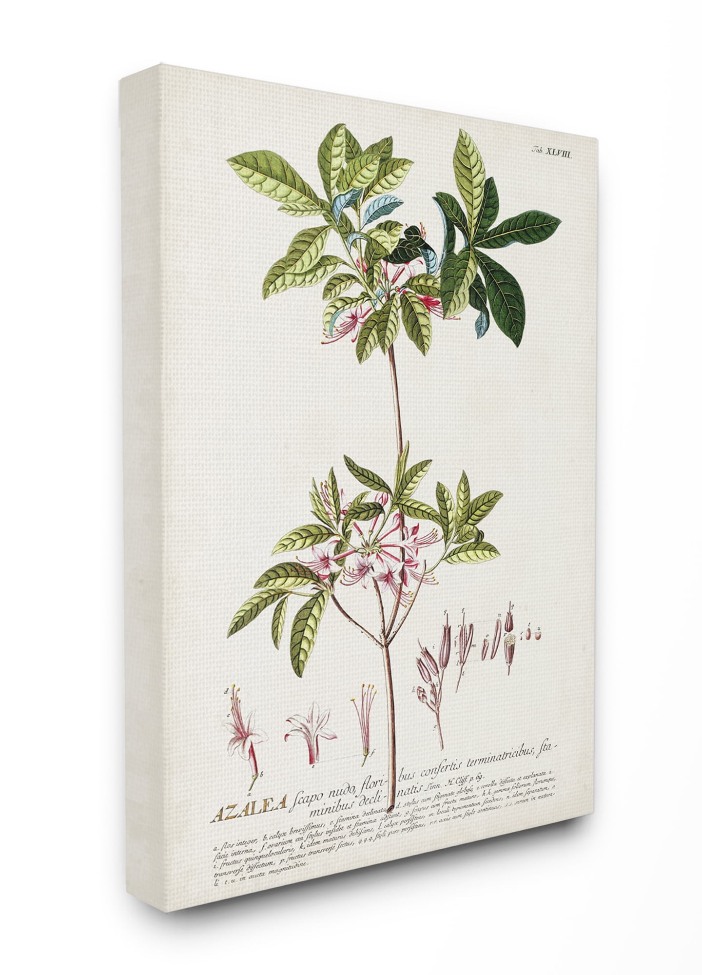Stupell Industries Botanical Plant Illustration Pink Flowers Vintage Design Canvas Wall Art by Unknown