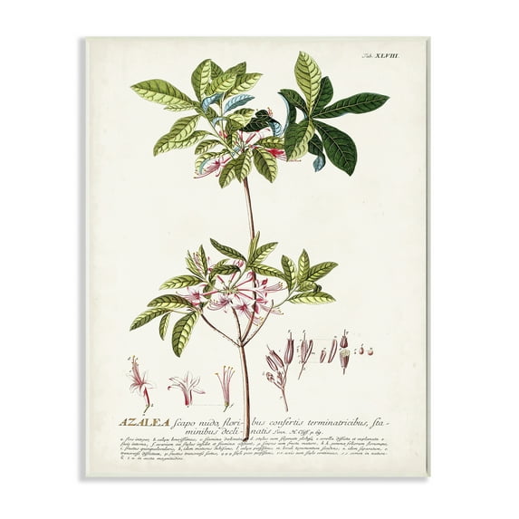Stupell Industries Botanical Plant Illustration Pink Flowers Vintage Design Drawings Unframed Art Print Wall Art, 10x15, by Unknown