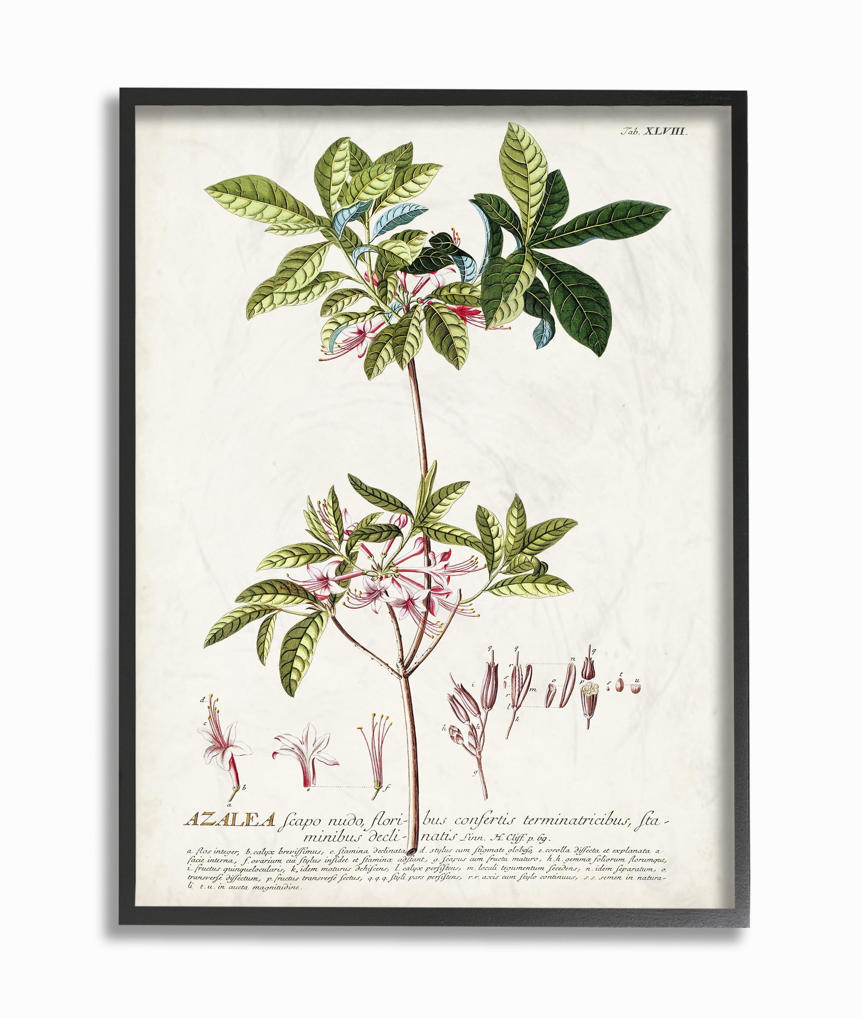 Vintage Botanical Pink Flower Canvas Print for Kids, 11 x 14