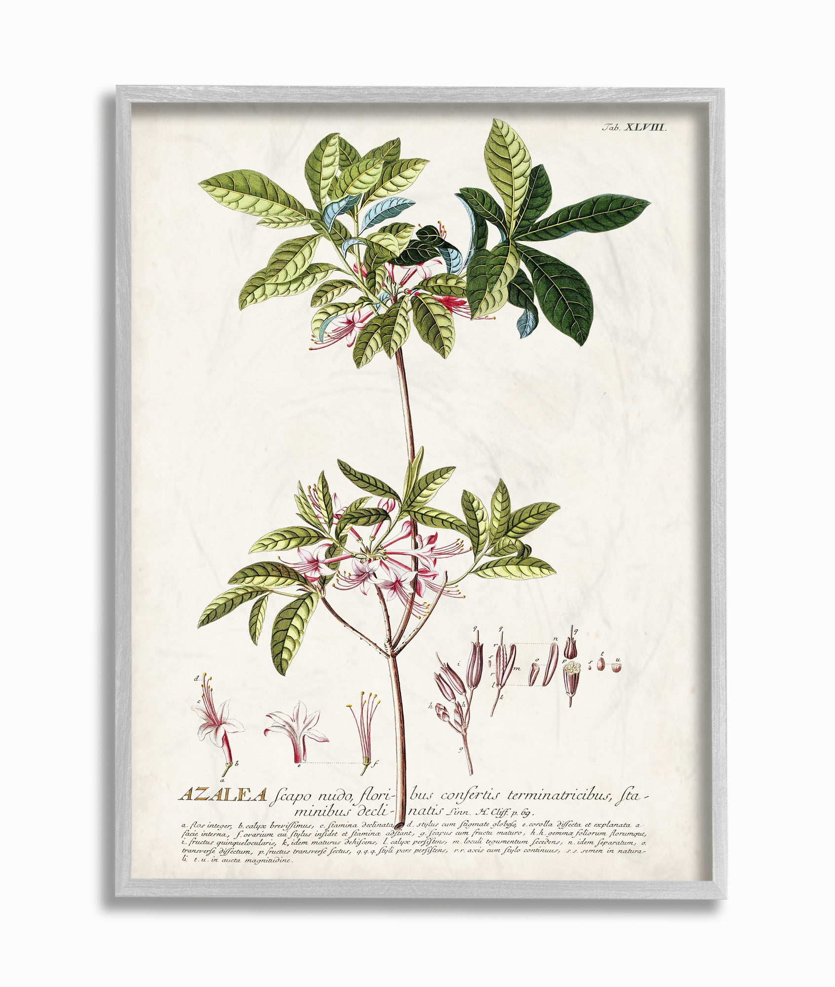 Botanical Plant Illustration Pink Flowers Canvas Wall Art with Gray Frame