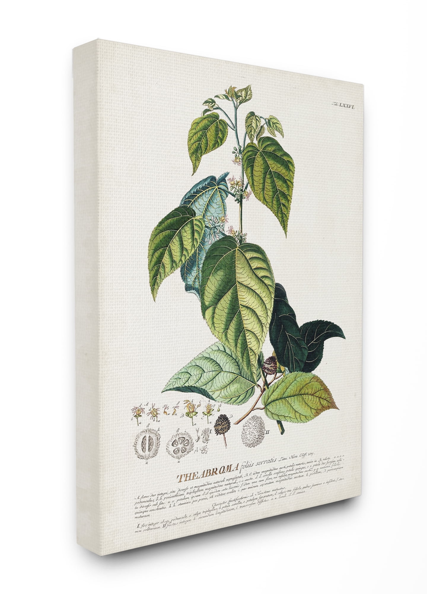 Stupell Industries Botanical Plant Illustration Seeds And Leaves Vintage Design Canvas Wall Art by Unknown