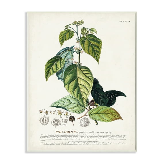 Stupell Industries Botanical Plant Illustration Seeds And Leaves Vintage Design Drawings Unframed Art Print Wall Art, 13x19, by Unknown