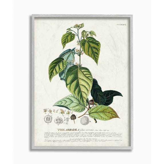 Stupell Industries Botanical Plant Illustration Seeds And Leaves Vintage Design Framed Wall Art by Unknown