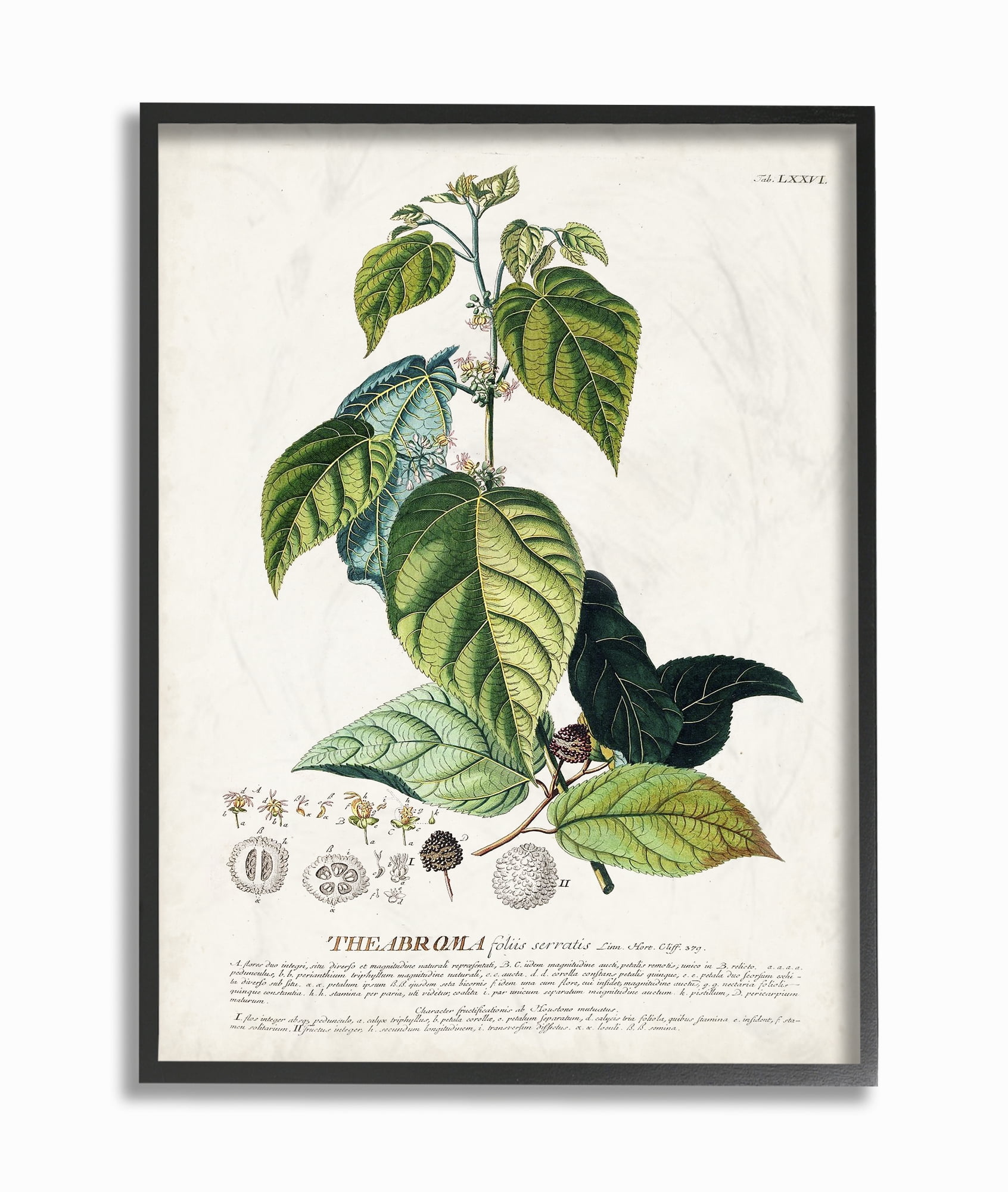 Stupell Industries Botanical Plant Illustration Seeds And Leaves Vintage Design Framed Wall Art by Unknown