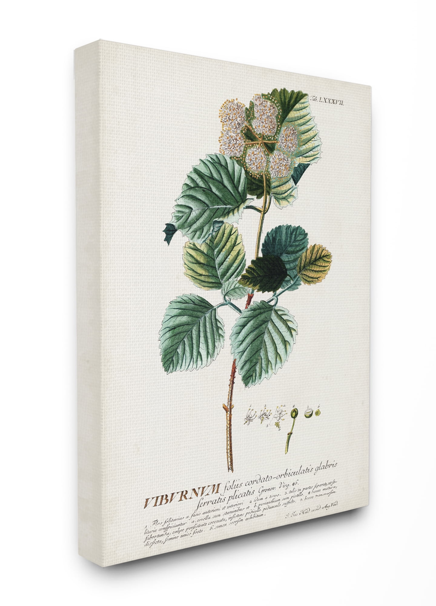 Stupell Industries Botanical Plant Illustration Seeds Vintage Design Canvas Wall Art by Unknown