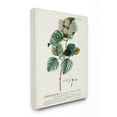 thumbnail image 1 of Stupell Industries Botanical Plant Illustration Seeds Vintage Design Canvas Wall Art by Unknown, 1 of 1